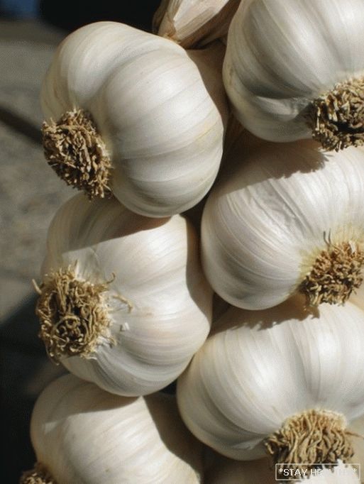 50414101_garlic_tight1 The most useful products