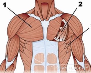 Anatomy грудных мышц