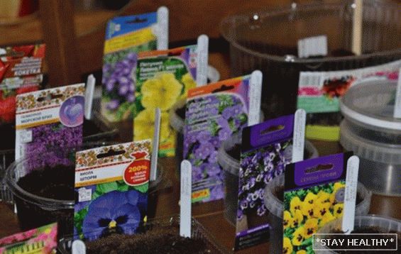 What flowers to plant, and at what time: calendar planting annuals. What you need to grow seedlings colors