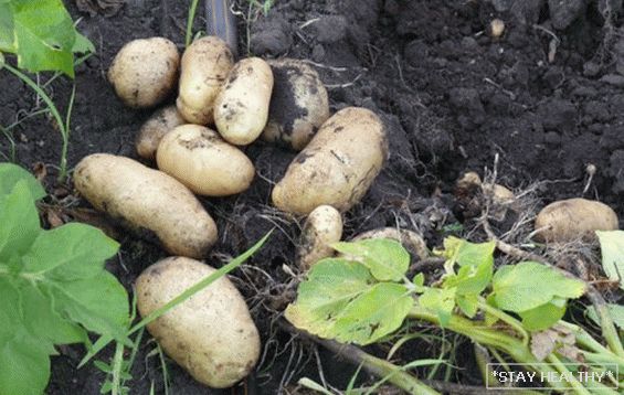 Potatoes variety "Impala": characteristics anddignity photo. Features of cultivation of varietal potatoes Impala