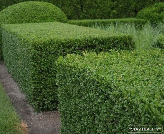 The best plants for hedge on household plot