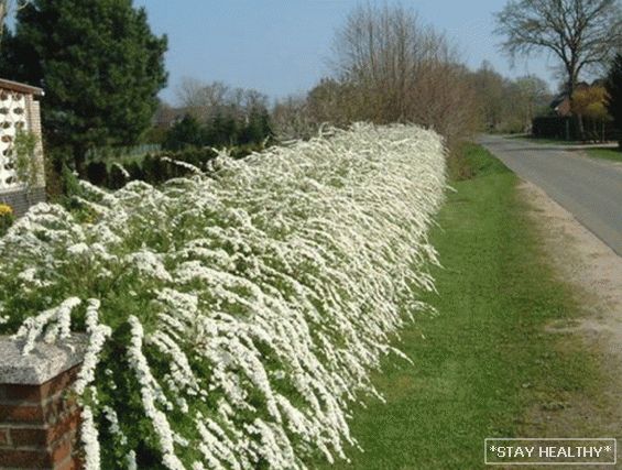 The best plants for hedge on household plot
