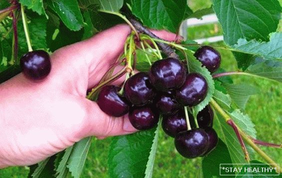 The best grades of sweet cherry for various climaticareas. Features of varieties: their advantages and disadvantages(a photo)
