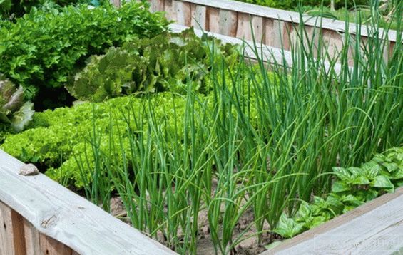 Onions in the garden - overview of species and varieties, with what good neighbors on the beds