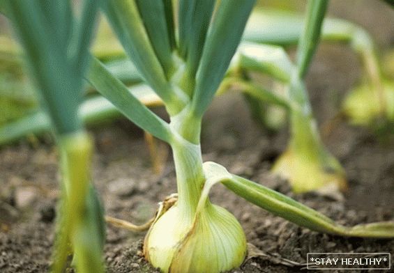 Onions in the garden - overview of species and varieties, with what good neighbors on the beds