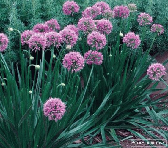 Onions in the garden - overview of species and varieties, with what good neighbors on the beds