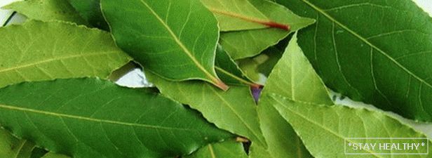 Features of application of bay leaf for slimming