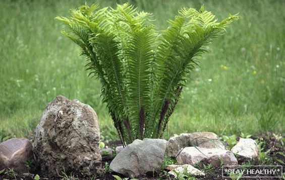 Fern: folk signs and beliefs. Is it possible grow on the site and in the house?