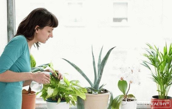 Simple indoor plants protect against colds. and flu