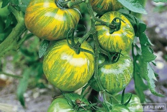 The most beautiful, unusual and colorful varieties vegetables for gardeners