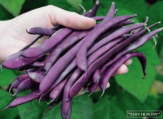 The most beautiful, unusual and colorful varieties vegetables for gardeners