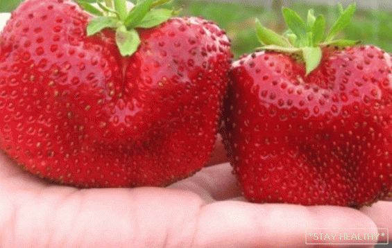 Variety of garden strawberries "Chamora Turusi":feature and photo. Features of breeding strawberry varieties Chamora Turusi