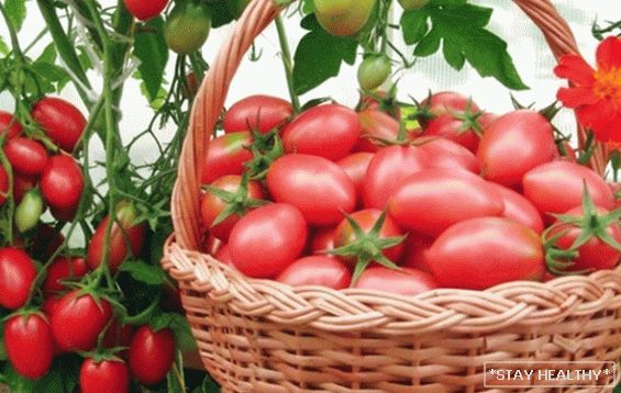 Tomato "Chio Chio San": characteristics, photos,features, advantages and disadvantages. How to grow varieties of tomatoes "Chio Chio San"