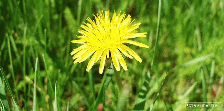 Herbs for treating the liver and cleansing from slags andtoxins