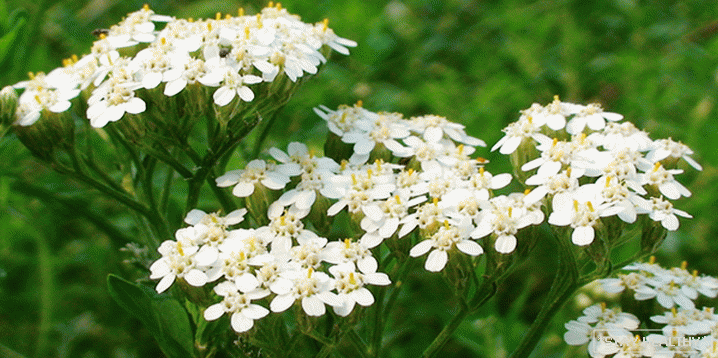 Herbs for treating the liver and cleansing from slags andtoxins