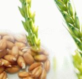 Vitamin E for hair growth